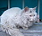 ��d�W��猫�}